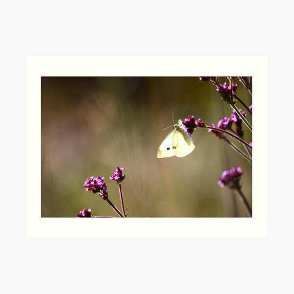 Butterfly in Blackheath Art Print