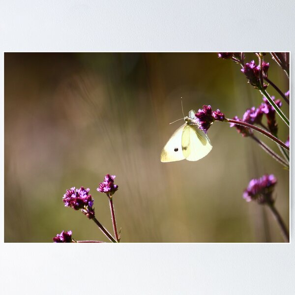 Item preview, Butterfly in Blackheath designed and sold by Annmb78.
