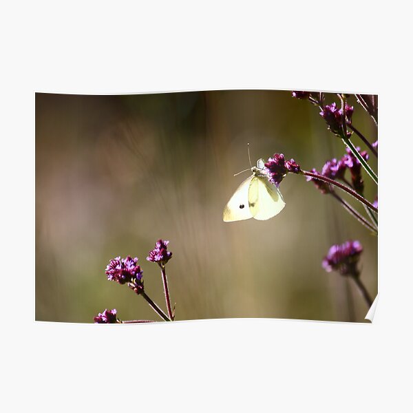 Butterfly in Blackheath Poster