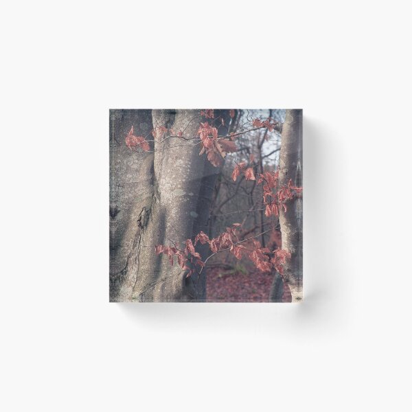 Item preview, Beech Detail designed and sold by ShinyPhoto.