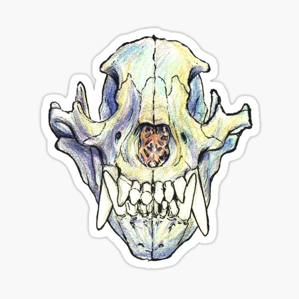 Calavera de oso tenebroso Pegatina