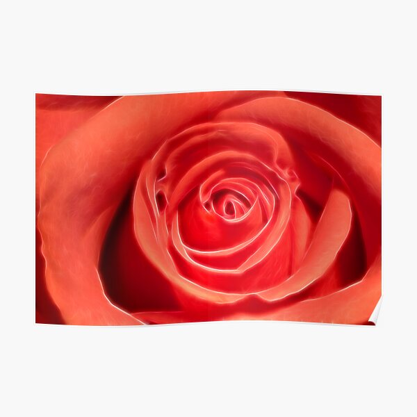 A pink rose Poster