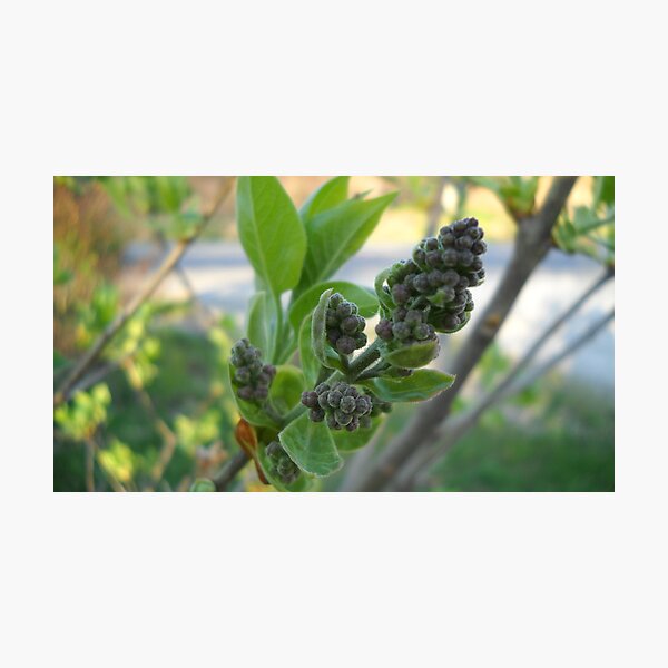 Lilac's Bud Photographic Print