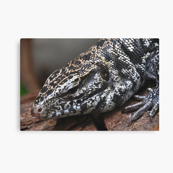 Tegu Canvas Print