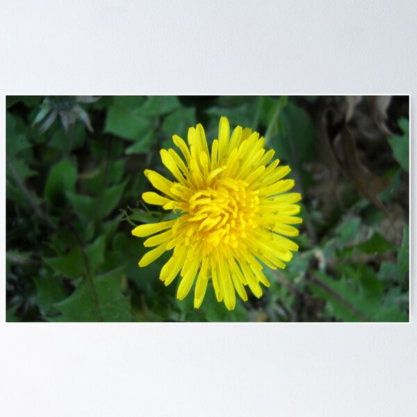 Aperçu de l'œuvre Its a Dandy Day créée et vendue par debbiedoda.