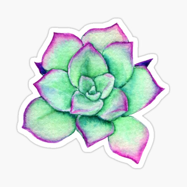 Bright Rose Watercolor Succulent Sticker