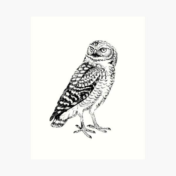 Item preview, Burrowing Owl Vintage Drawing designed and sold by rewstudio.