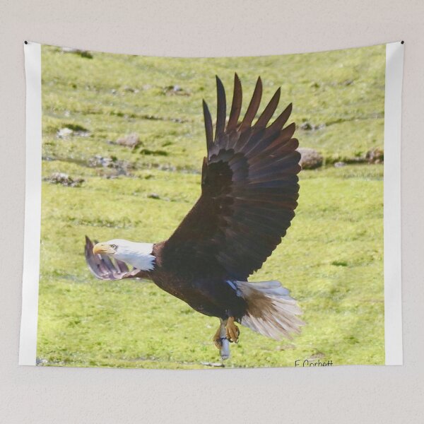 Item preview, Bald Eagle in Flight  designed and sold by Penwortham.