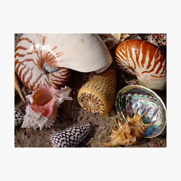 Item preview, Suzie Sells Seashells by the Seashore! designed and sold by Gabrielle  Lees.