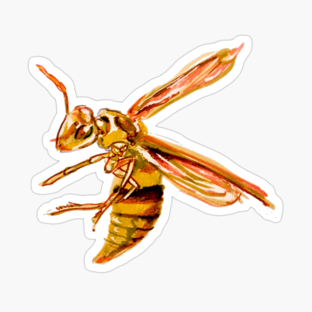 Executioner wasp