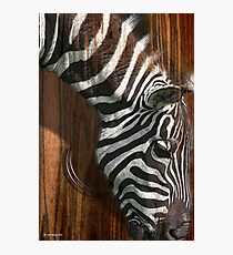 the zebra Fotodruck