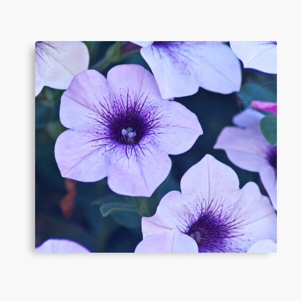 petunia surfinia Canvas Print