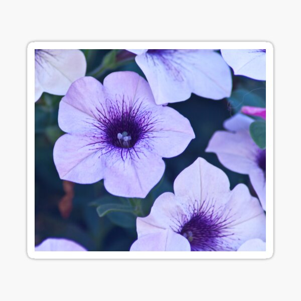 petunia surfinia Sticker