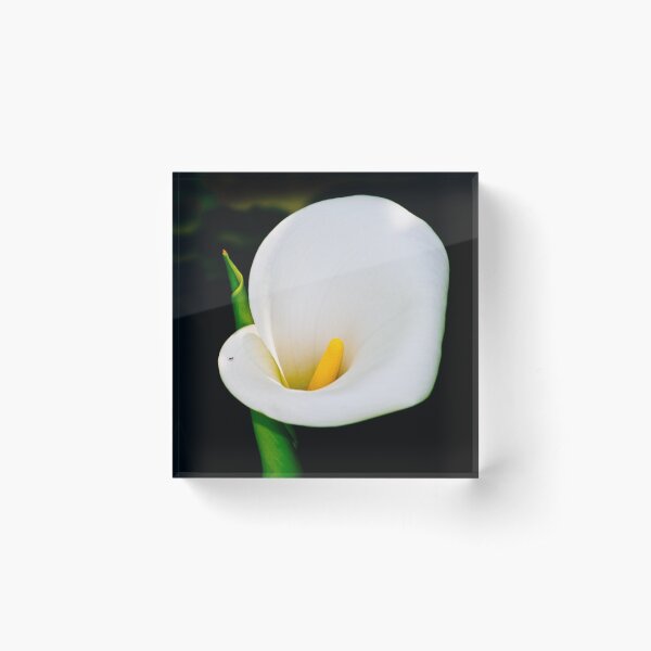 calla lily Acrylic Block