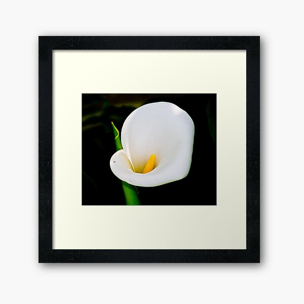 calla lily Framed Art Print