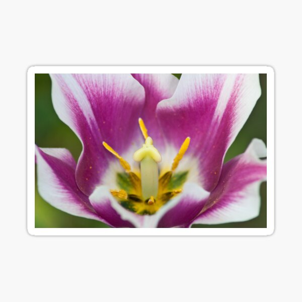 tulip flower interior Sticker