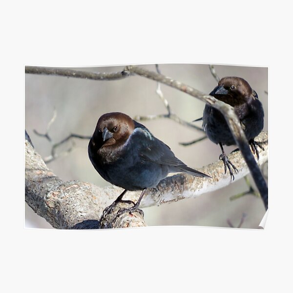 Brown-Headed Cowbird ~ Handsome Pest Poster