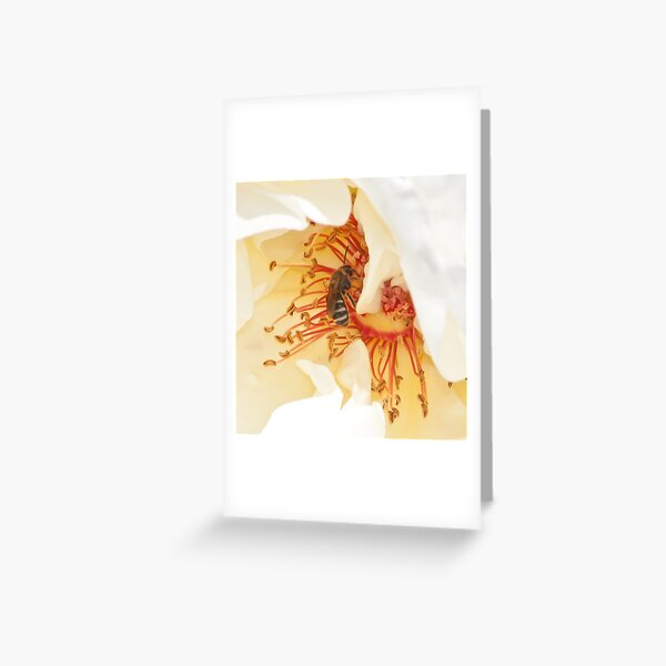 bee on white rose pistils Greeting Card