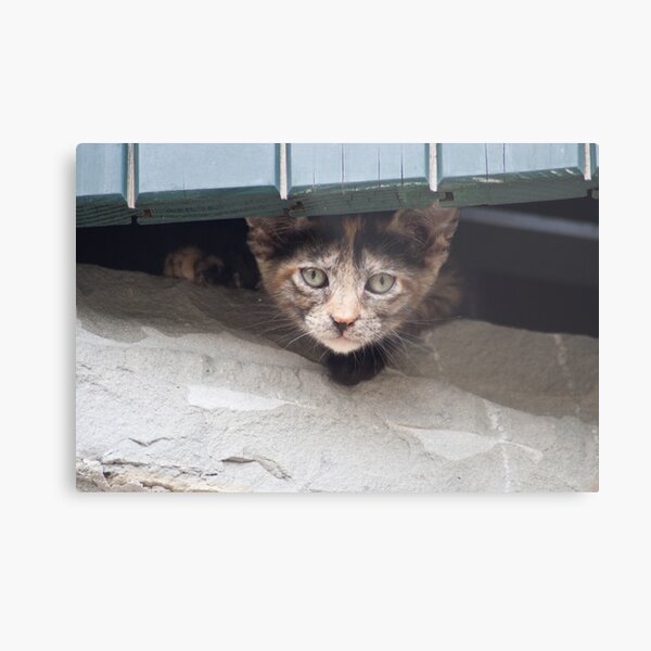 kitten at the window Metal Print