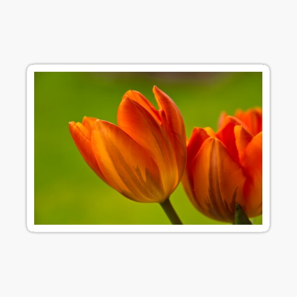 Tulpen II Sticker