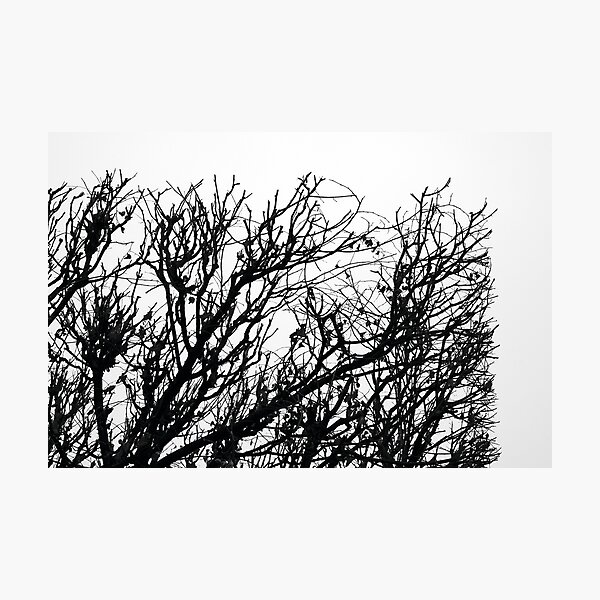 Arboressence#8 Impression photo