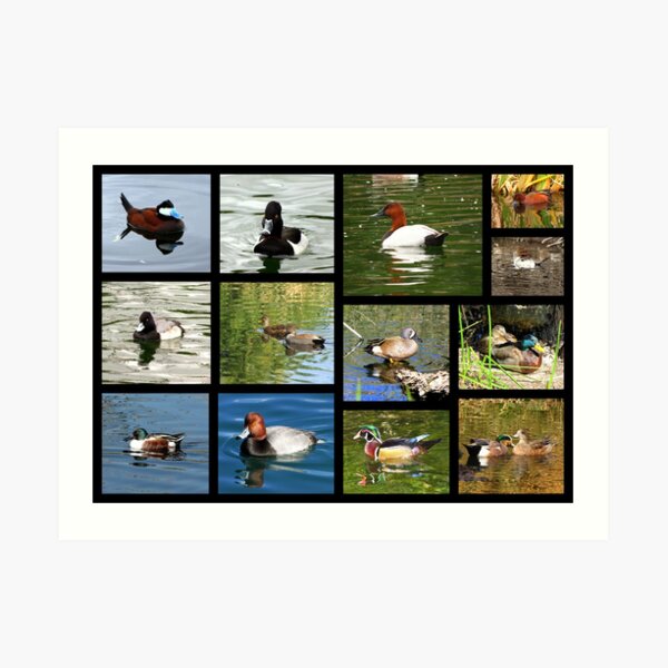 Migrating & Resident Ducks of Southwest Arizona ~ Poster Art Print