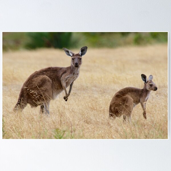 Item preview, Australian Icons designed and sold by dilouise.