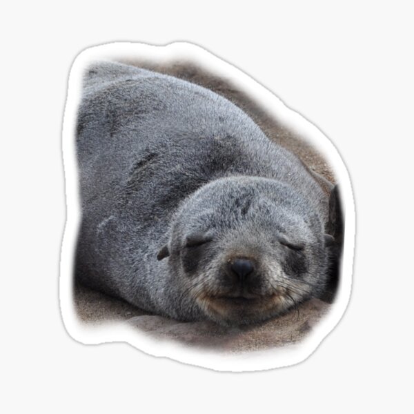 Cape Fur Seals, Namibia Sticker