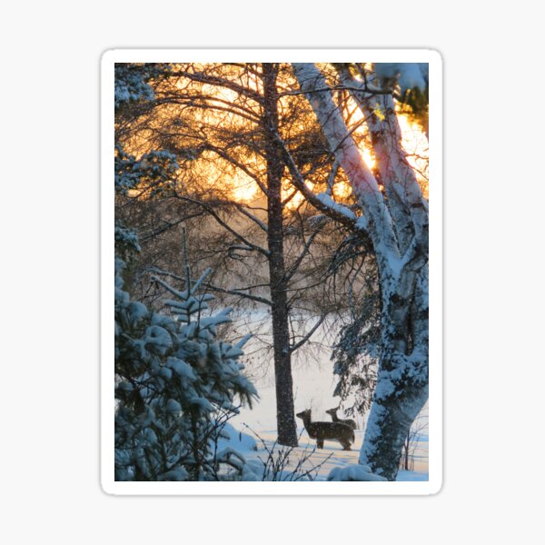 Snowstorm at Sunrise Sticker