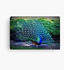 Who are you trying to impress?? Canvas Print