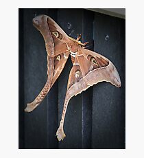 male hercules moth - north queensland Photographic Print