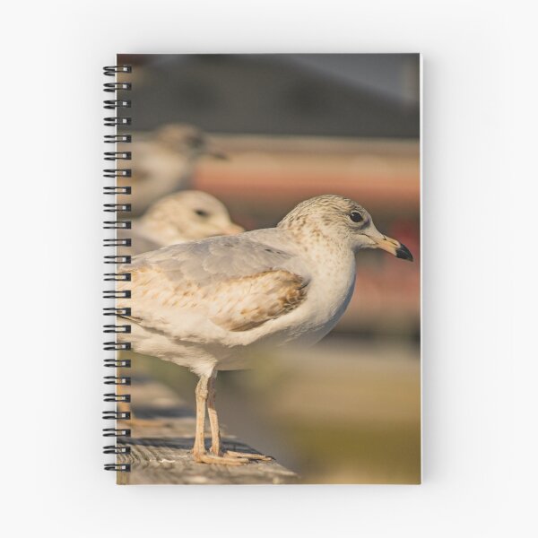 Item preview, Portrait of Larus californicus designed and sold by KensLensDesigns.