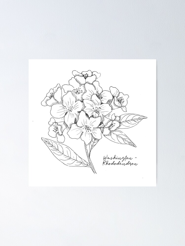 "Washington Coast Rhododendron State Flower Illustration" Poster for