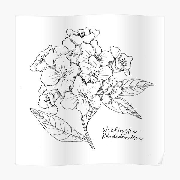 "Washington Coast Rhododendron State Flower Illustration" Poster for