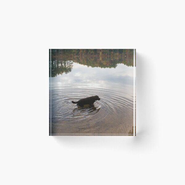 Item preview, Dog in Forest Pond designed and sold by jsachs99.