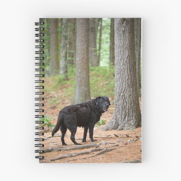 Item preview, Pensive Black Lab in the Woods designed and sold by jsachs99.