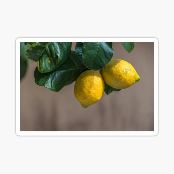 Fresh Lemons Growing on a Lemon Tree in Italy Sticker