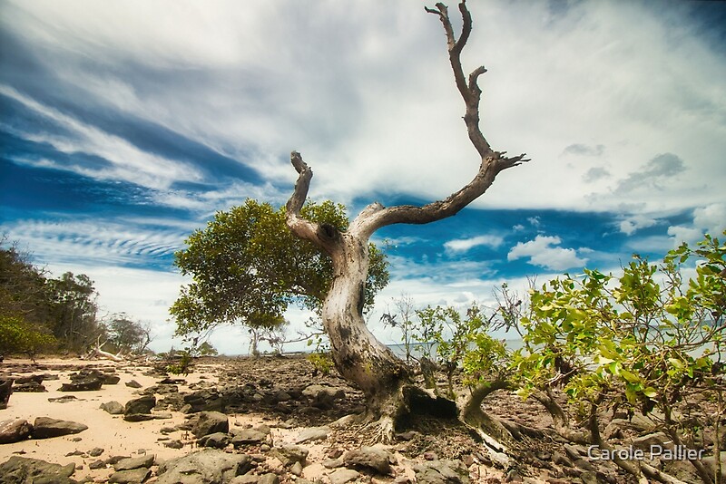 "The Praying Tree" by Carole Pallier Redbubble