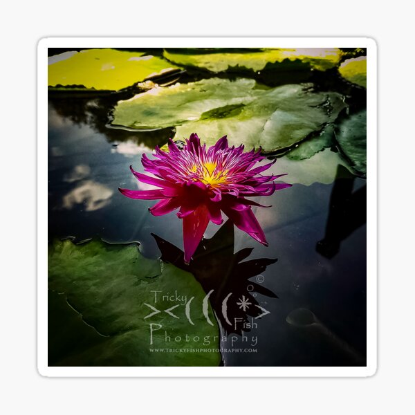 Water Lily Pond Sticker