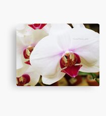 Tiger Orchid. Canvas Print