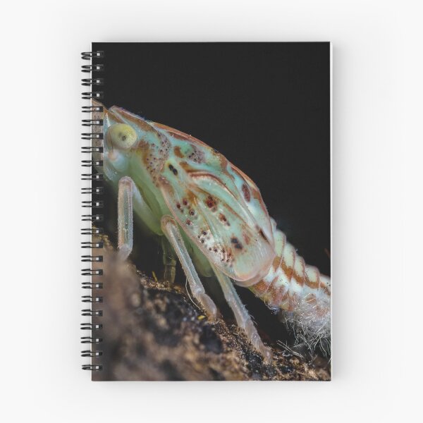 Item preview, Green planthopper - Siphanta acuta designed and sold by Normf.