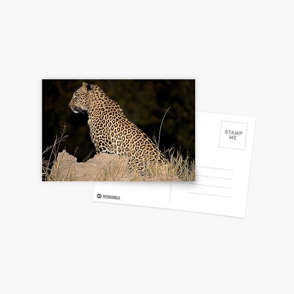 Female Leopard Postcard