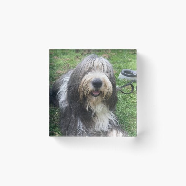 Bearded Collie - Happy Chappy Beardie Acrylic Block