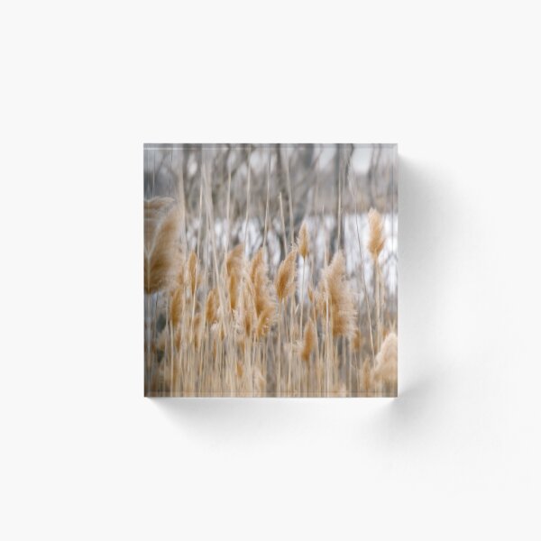 Reeds of Winter Acrylic Block