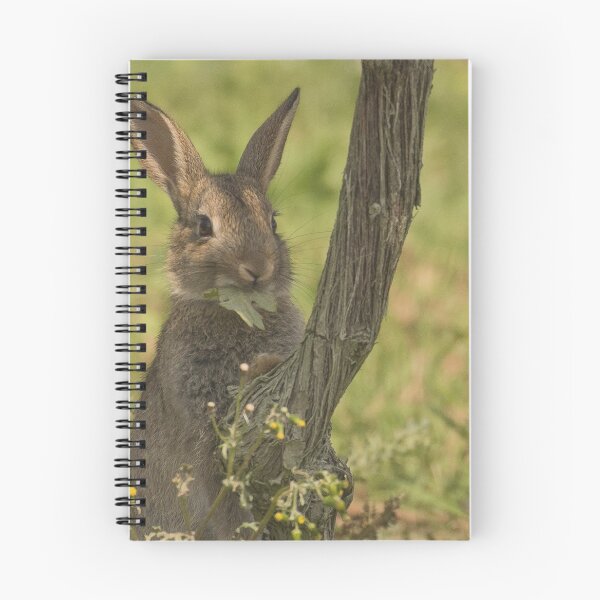 Aperçu de l'œuvre Bébé lapin créée et vendue par Susan Purveur.