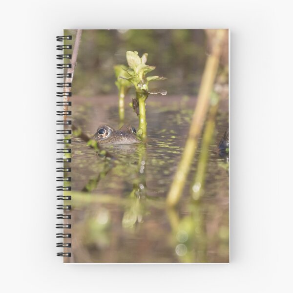 Item preview, Common Frog designed and sold by LaurenTucker.