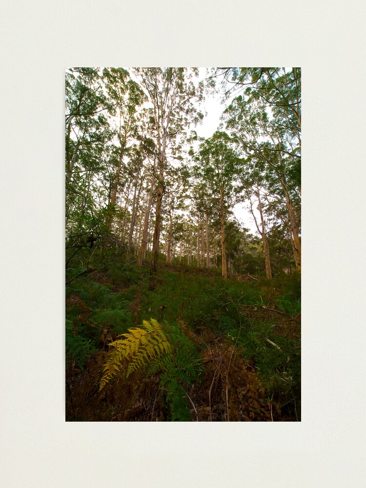 Alternate view of Silence Photographic Print