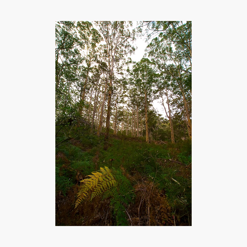 Silence Photographic Print