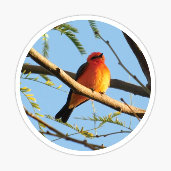 Vermilion Flycatcher - Bright Red Bird Sticker