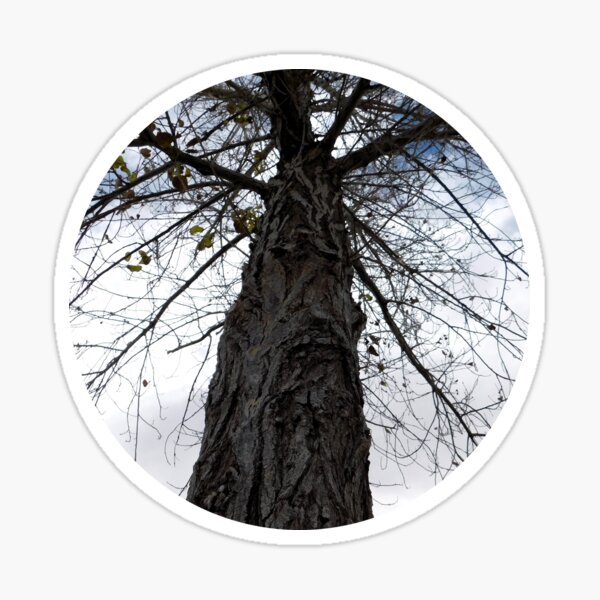 Winter Tree Sticker
